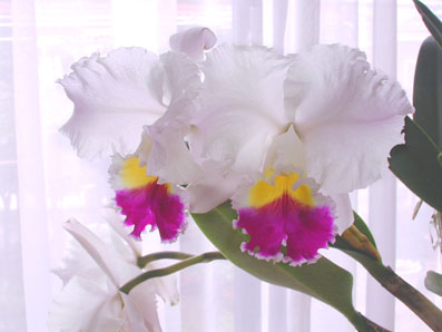 Lc. Melody Fair 'Crystal Fantasy'